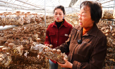 从 “借种” 到 “育芯” 郧阳香菇蹚出富民路