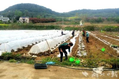 郧阳区：科学用膜护春耕 绿色兴农促发展