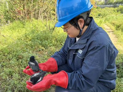 郧县供电公司茶店供电所：巡线员暖心护鸟 为5只幼鸟安全“搬家”