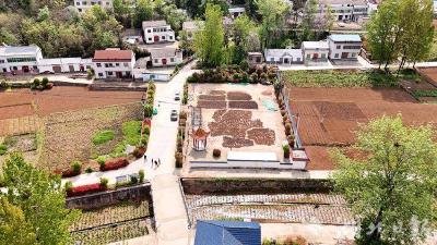 郧阳区白浪镇：小菖蒲做成大产业