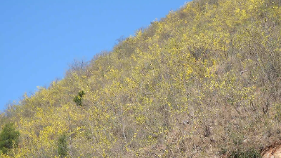 大柳乡：连翘花开正当时 漫山铺金美如画