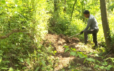 鲍峡镇鸡公河村：林下种天麻 生态生金助振兴