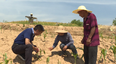 郧阳区科学防控小麦黏虫保夏粮丰收