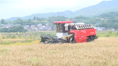 郧阳区：农事服务农机助力 护航小麦颗粒归仓