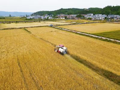郧阳区14.2万亩油菜集中收割