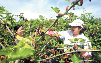 郧阳区柳陂镇：桑葚满枝头 果香醉游人