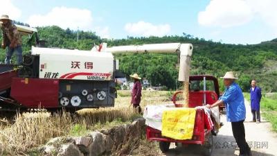 32万亩小麦成熟  郧阳全力以赴护夏粮颗粒归仓
