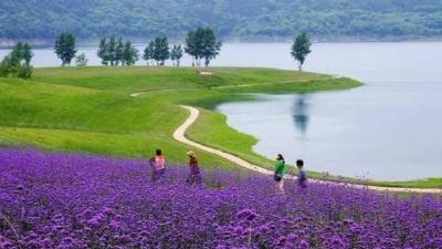 郧阳区：汉江绿谷花盛开 如画景观引客来