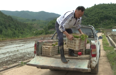 郧阳区：农业社会化服务助力水稻高效种植