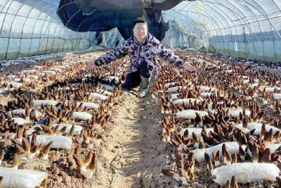 梁爽：菌为笔，让乡愁有归处