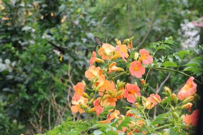 郧阳现“会飞的鲜花” 生态密码藏翅间