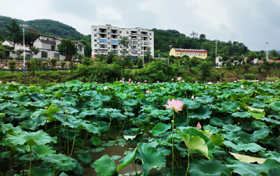 谭家湾五道岭：十里荷风绘就郧阳夏日画卷