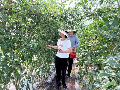 来吃瓜！小水果带火夏日采摘乡村游