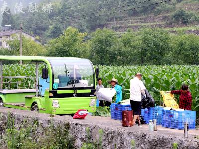 “雪茄之都”采摘忙 电力赋能促振兴