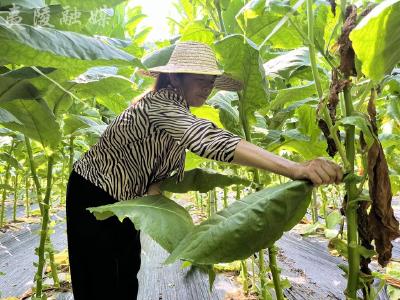 绿叶变“黄金叶” 500亩雪茄烟叶采收忙