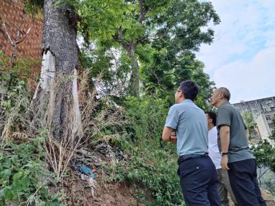 排危伐树除隐患 保障居民平安行