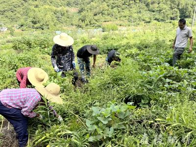 扎根大山，从“独臂哥”到“领头羊”