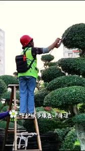 你好，夷陵！守护“绿色”清凉！