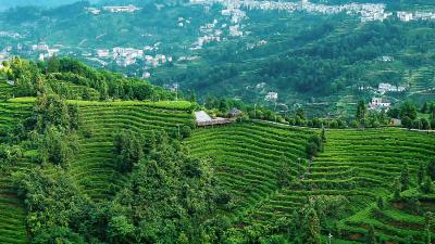 【找准象限 突破极限】邓村乡：聚力建设中国最美茶乡 茶旅小镇