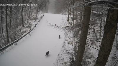 大老岭野猪的“雪地行军”