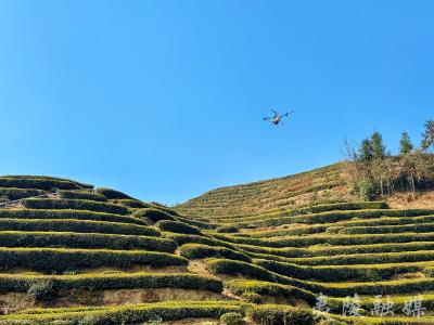 科技赋能茶叶春管 夷陵茶园焕新机