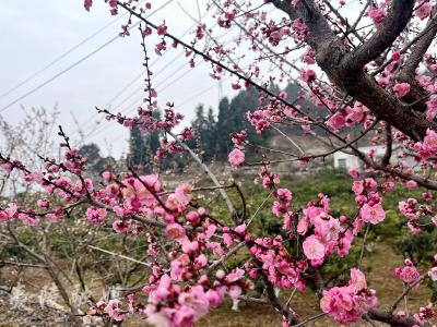 这周末来文仙洞村赏樱花啦!