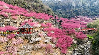 下牢溪梅花盛开 名字带“梅”免费游