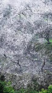 你好，夷陵！黄花镇—欣荣乡村公园