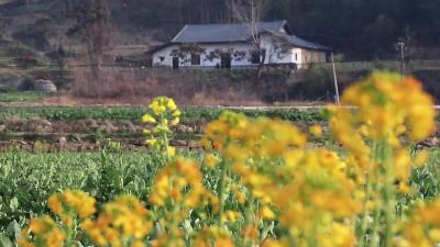 你好，夷陵！分乡镇，花田早春