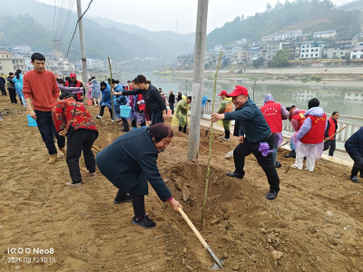 乐天溪镇：春雨润泽护长江，百人共植生态林