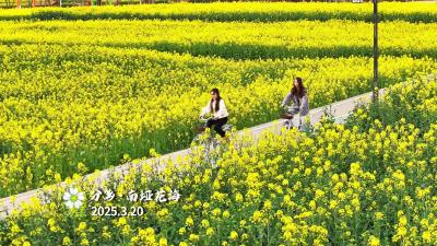 你好，夷陵！南垭花田！