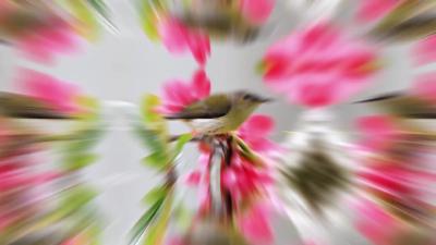 你好，夷陵！踏青赏花观鸟正当时！