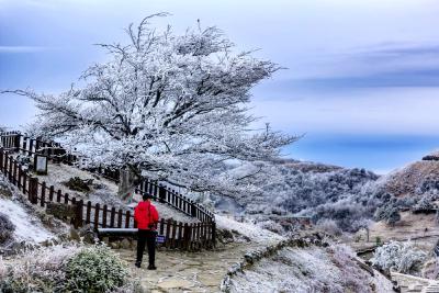 春日奇观！宜昌百里荒现冰雪雾凇云海