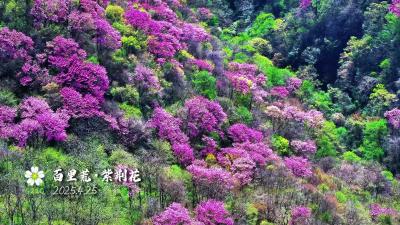 你好，夷陵！百里荒·紫荆花