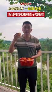 鸦鹊岭新场村的枇杷和杏子已成熟，快来采摘吧！