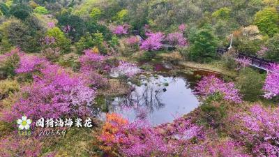 你好，夷陵！圈椅淌海棠花
