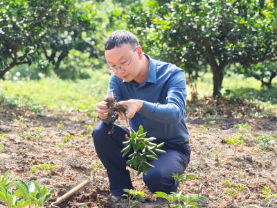 从种植到成药：中药“工匠”的“五味”人生