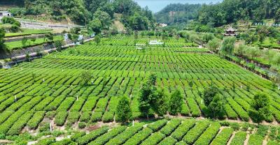 宜昌夷陵：十年蝶变茶旅新村