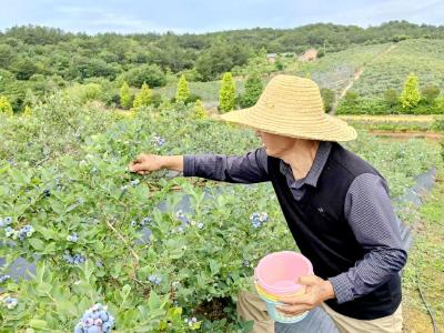 奔赴一场“果香之约”！龙泉镇瓜果采摘嗨翻六月天
