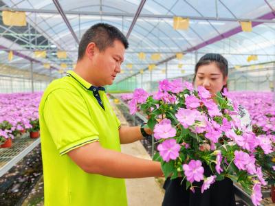 宜昌夷陵：返乡青年的“花”样逆袭