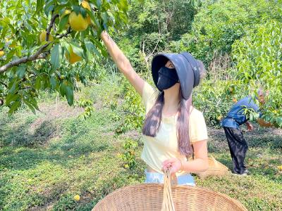分乡“桃醉葡香”采摘季火热开启
