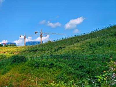 宜昌夷陵：菜地变竹林 “以竹养山”巧解城市治理顽疾