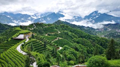 宜昌夷陵：破解难题 多维发力 茶旅产业奏响振兴强音