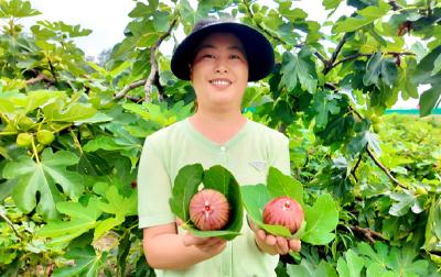 宜昌夷陵：无花果熟了 等你来采摘