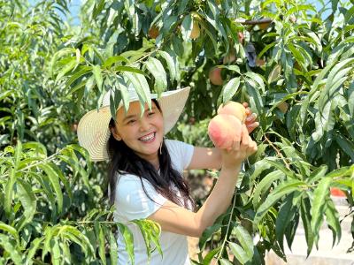 笑问蜜桃何处有 莲沱桃香引客来