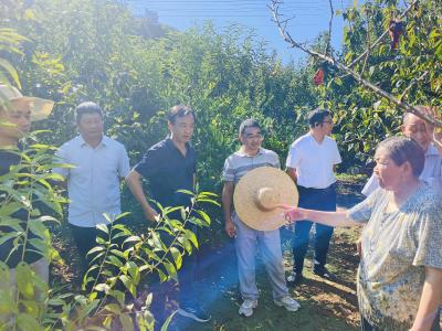 专家“把脉”樱桃园 精准开方护丰收