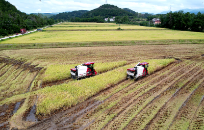 夷陵“旱改水” “小田”并“大田” 增产又增收
