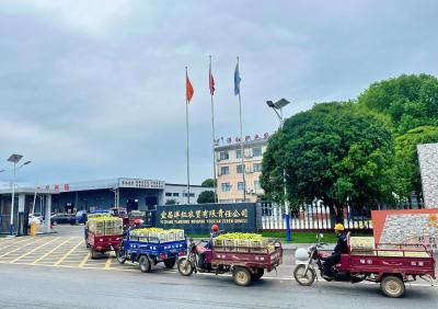 夷陵柑橘丰收季：收购现场车如龙 出口加工保鲜忙