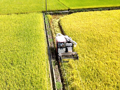 夷陵13.66万亩水稻迎丰收 机械化收割助力颗粒归仓