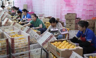 宜昌夷陵：提升企业自营出口能力   推动柑橘出口出海